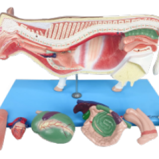 Anatomia-da-Vaca-e1703182673870.png