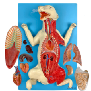 Anatomia-do-Cachorro-em-Placa-e1703185218259.png