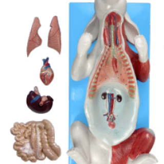 Anatomia-do-Coelho-em-Placa.png