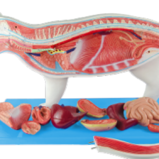 Anatomia-do-Gato-e1703181465936.png