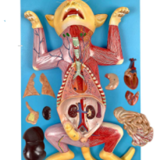 Anatomia-do-Gato-em-Placa-e1703185569194.png