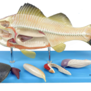 Anatomia-do-Peixe-e1703183571800.png