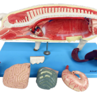 Anatomia-do-Porco-e1703182381550.png