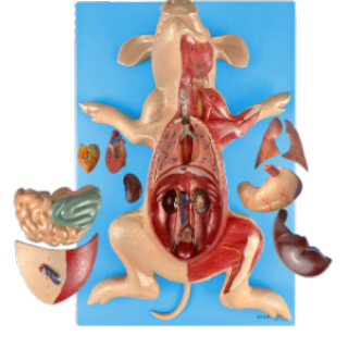 Anatomia-do-Porco-em-Placa-e1703185858987.png