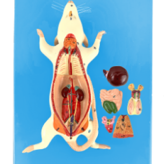 Anatomia-do-Rato-em-Placa.png